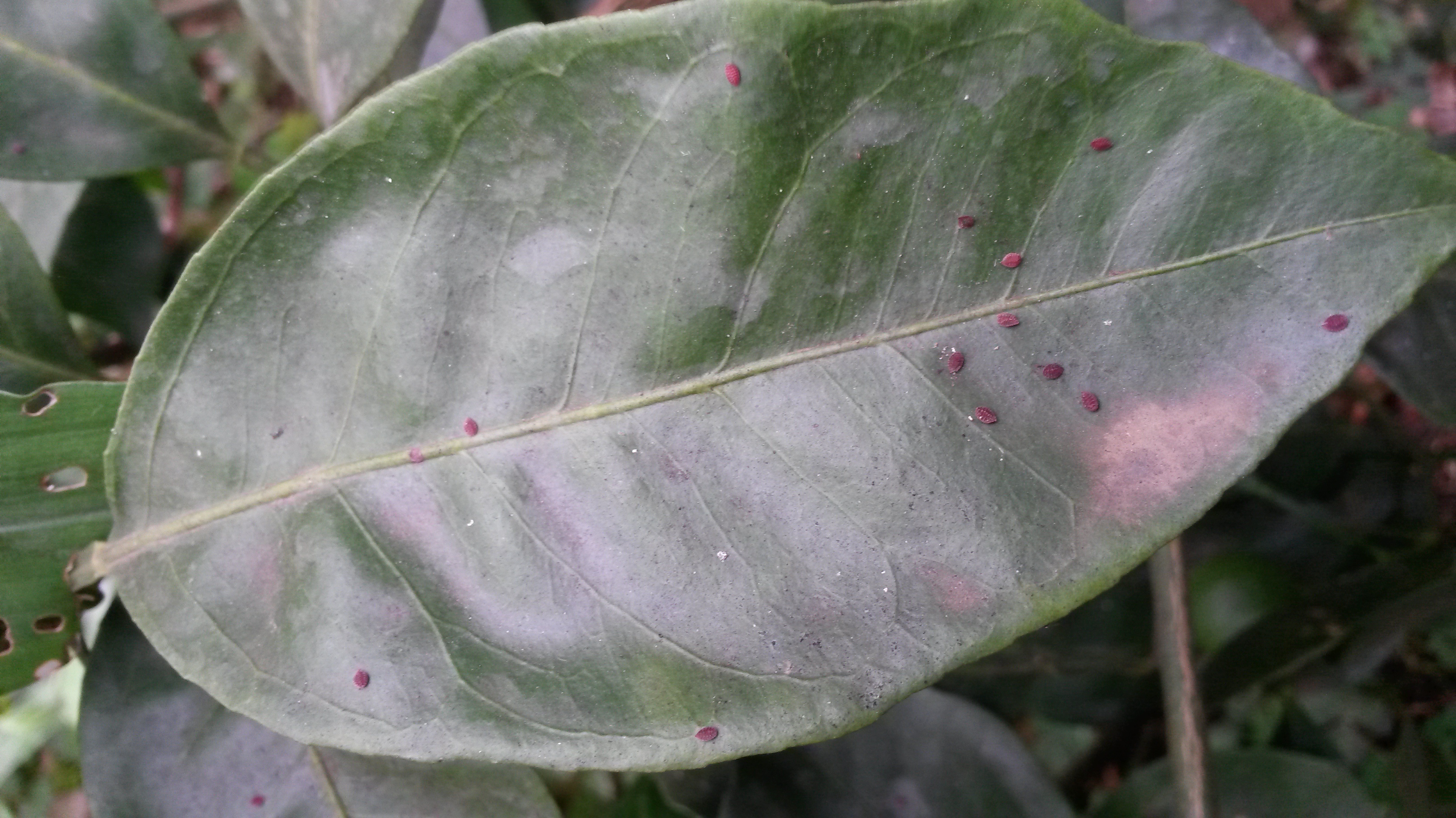 친환경감귤재배지에서 본 벌레입니다. 방제가 필요한가요?